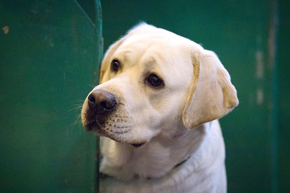 New York Strengthens Animal Welfare Rules For Pet Dealers