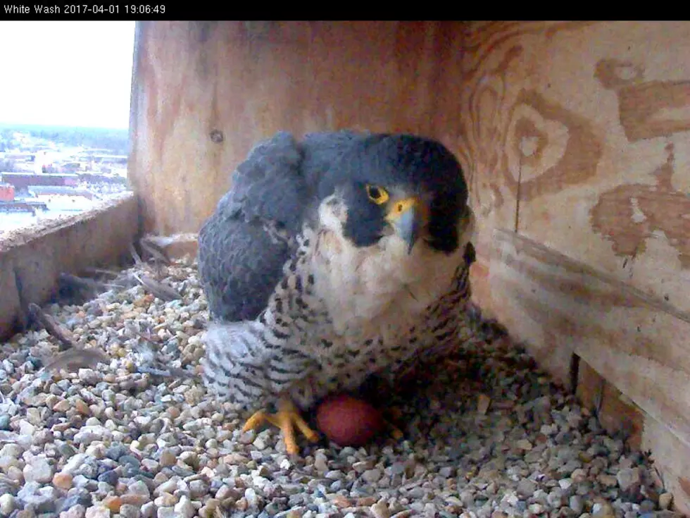 Utica&#8217;s Peregrine Falcon Lays First Egg Of The Season