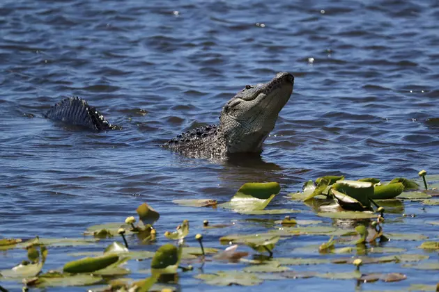 Dead Gator In Florida Dorm Room Means Warning For Students