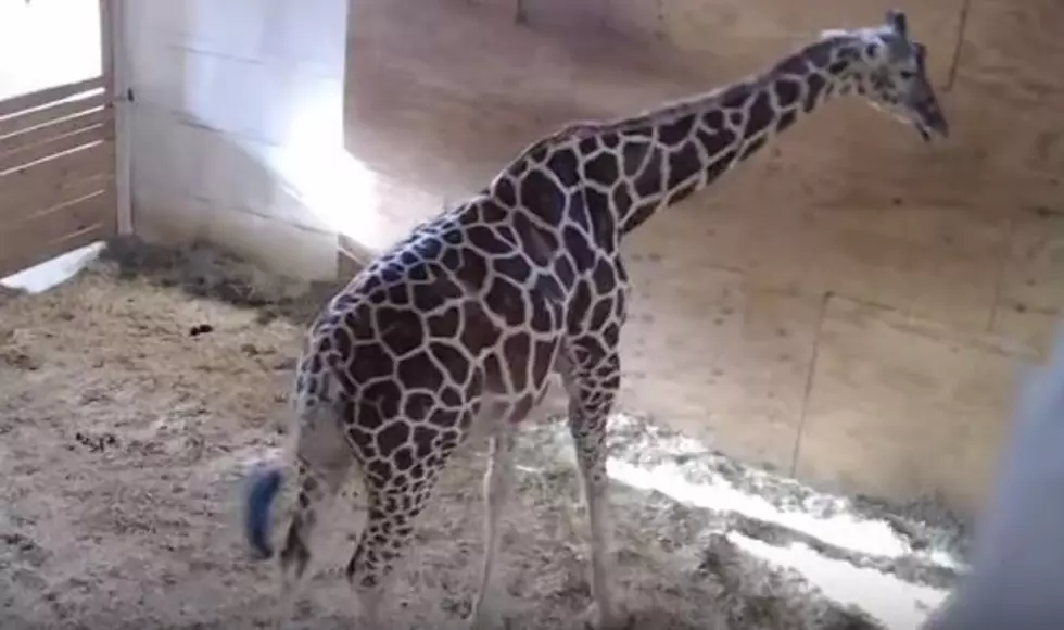 PETA Explains the Real Problem They Have with April the Giraffe Live Stream