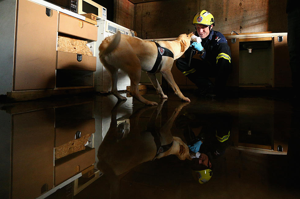 6 Dogs That Sniff Our Fire Starters To Help NY Investigators