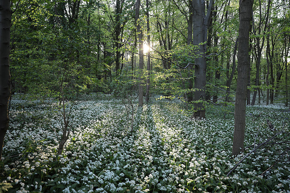 NY Officials Ask Residents To Look Out For Invasive Insect