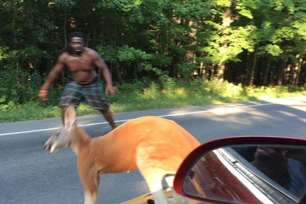 Kangaroo on the Loose in NY? Man Recalls Face-to-Face Meeting with Escaped Kangaroo