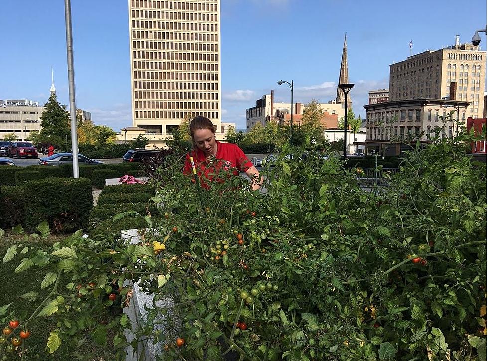 Harvest Time At The Oneida County Office Building