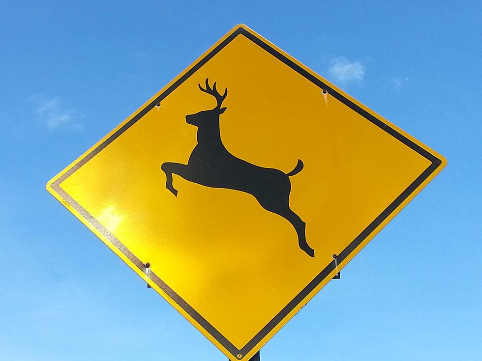 What to Do If You Hit a Deer in New York State