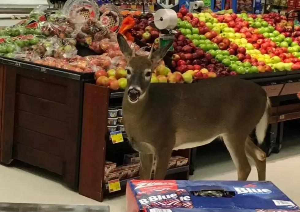 Deer Goes Shopping at Upstate New York Price Chopper