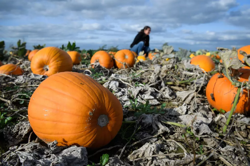 Great Pumpkins? Cornell Professor Sees Good Crop This Year
