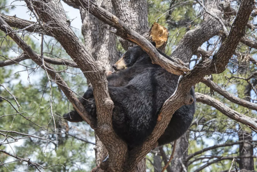 Black Bear In A Tree