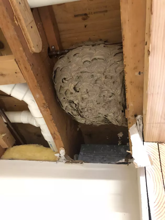 Contractor Finds Huge Bees Nest In Local Homeowner S Ceiling