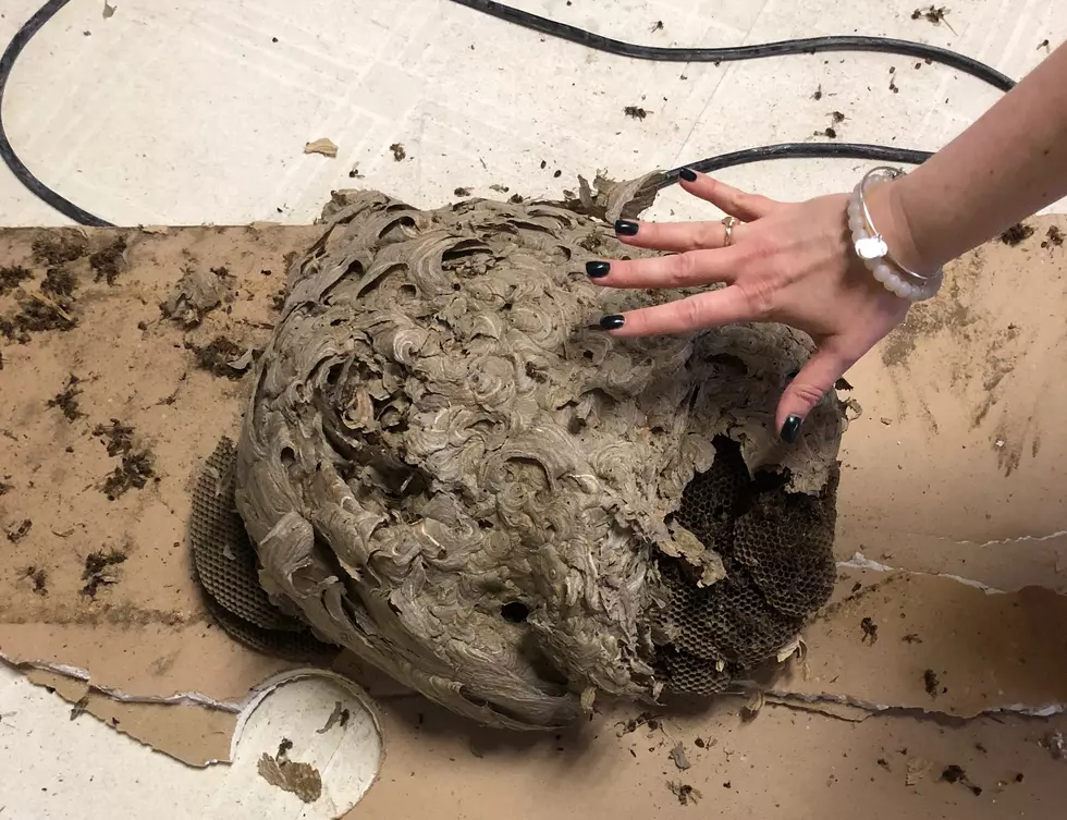 Contractor finds Huge Bees Nest in Local Homeowner's Ceiling