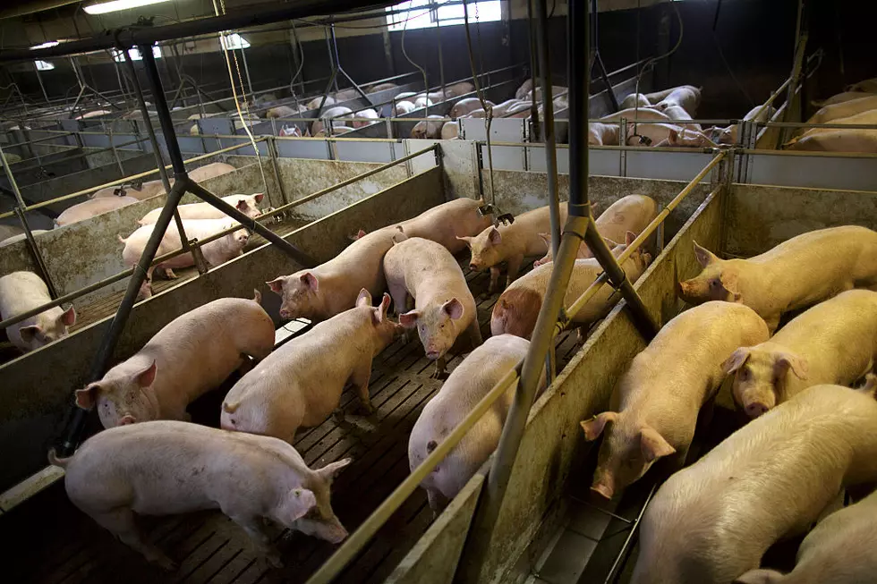 Sanctuary Removes 24 Pigs From New York Farm