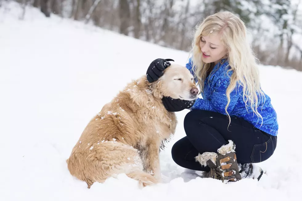 Keeping Your Pets Safe From The Cold