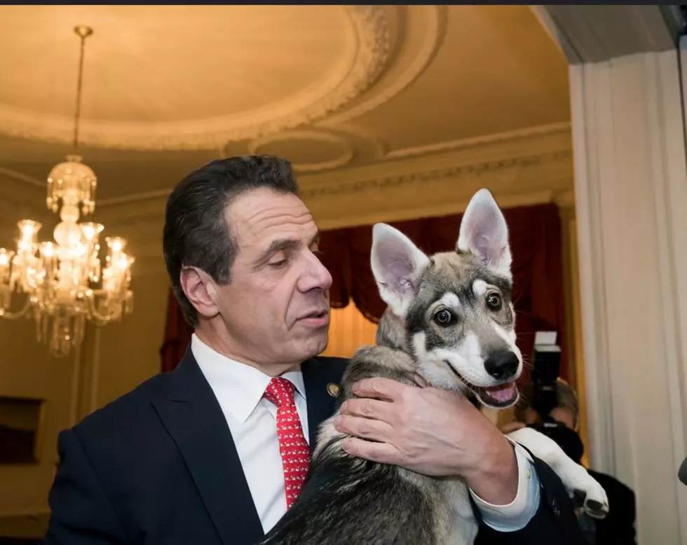 Governor Cuomo Welcomes Puppy To New York&#8217;s First Family