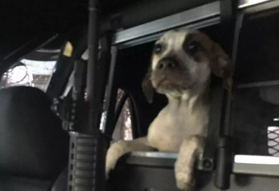 New Hartford Police Take Cute Pup Into Custody [UPDATE]