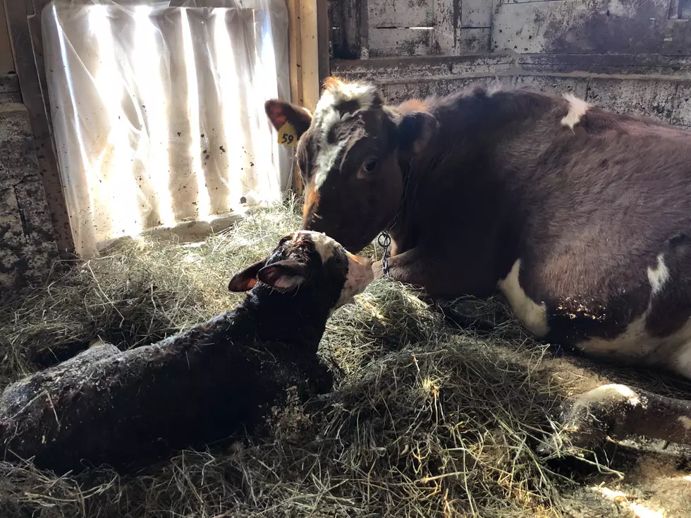 Sheriff Maciol Welcomes Baby Calf To The Farm