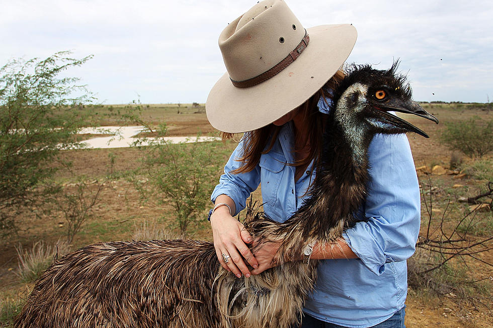 Friendly Emu Named Charles Is Back In Upstate NY Sanctuary