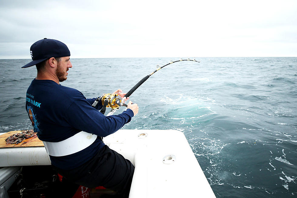 Fishermen Spot 6-Foot Thresher Shark Splashing Around In Bay