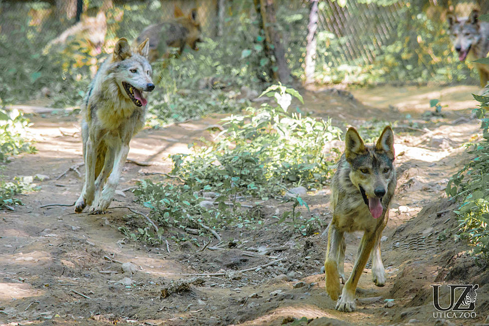 Utica Zoo Welcomes Four New Male Mexican Wolves