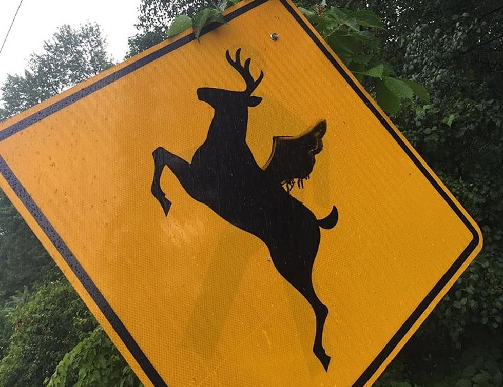 Are There Flying Deer In Central New York?