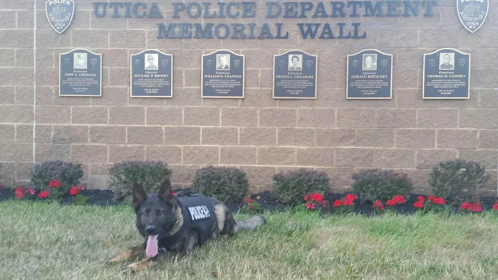 Utica Police K9 Receives New Protective Vest