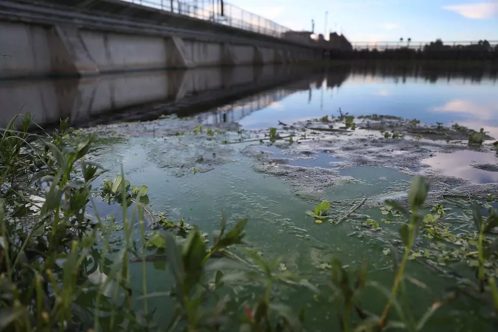 Toxic Algal Blooms Found In More Than 80 New York Waterways