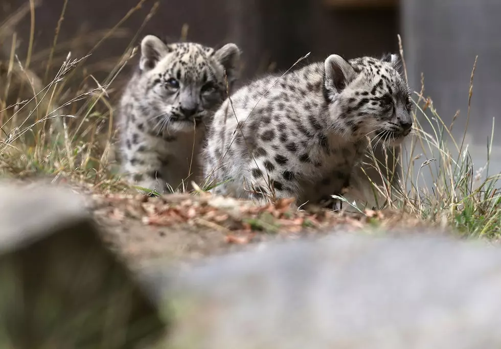 Twin Snow Leopard Cubs Make Debut At Syracuse Zoo