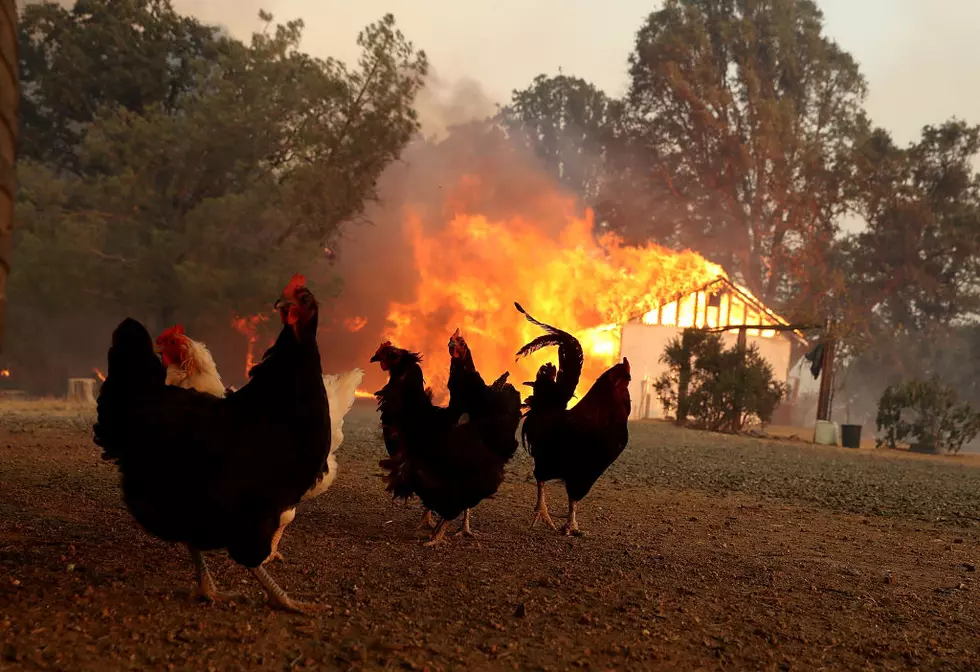 Police Officer Rescues Chicken From Fire