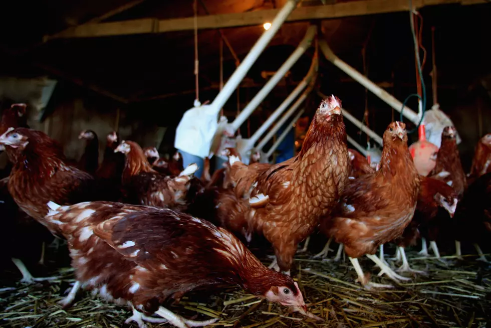 What Makes Chickens Happy? Nobody Is Quite Sure