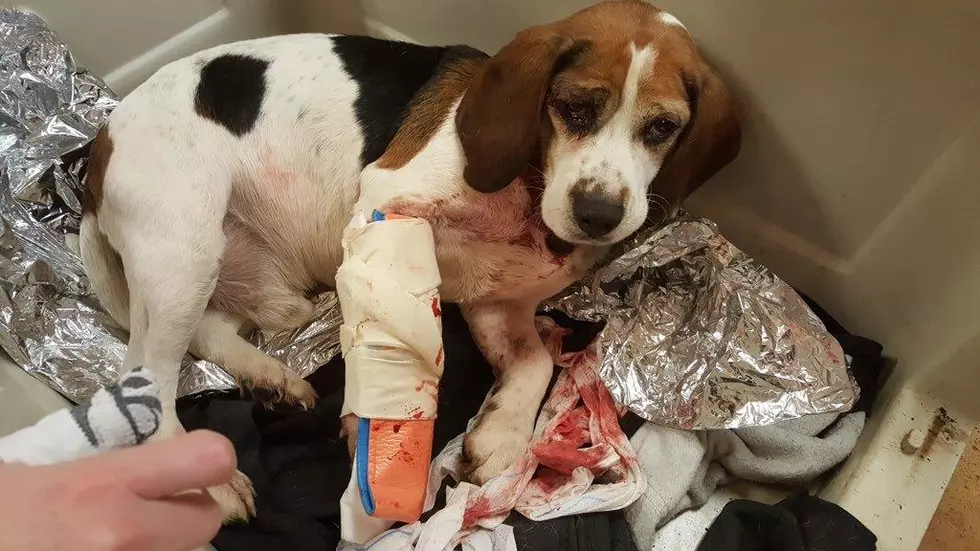 Dog Thrown From Moving Vehicle on I-81 Recovering