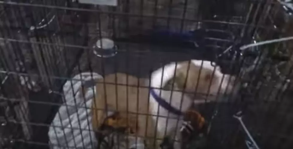 Video Shows Condition Inside Local Shelter