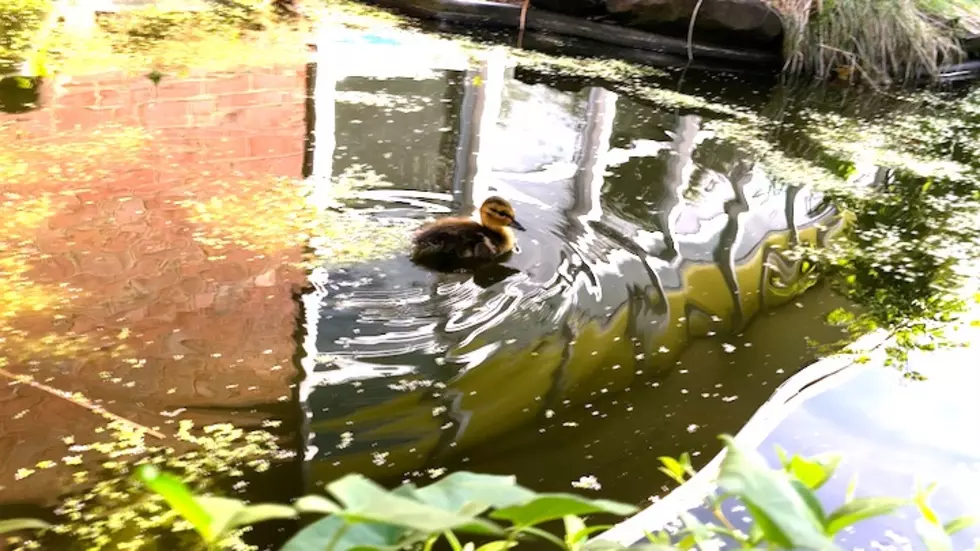 Wild Ducklings Hatched in School Pond, A Must-See Video