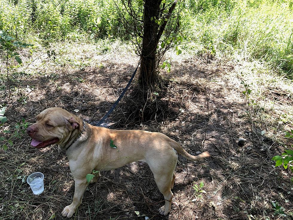 State Police Find Abandoned Dog Tied To A Tree Downstate