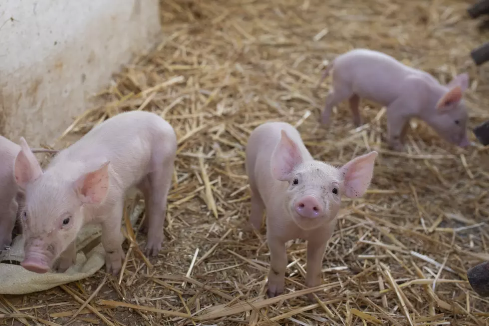 Four Piglets Found Dead Among 30 Others Seized In Fort Plain