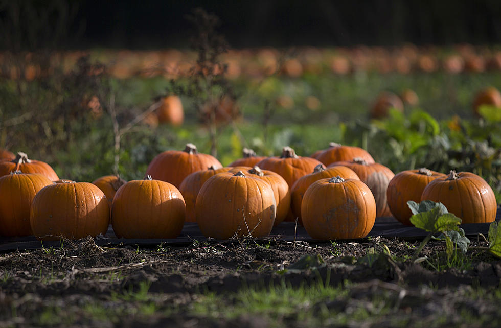 These 3 Pumpkin Patches Are New York’s Favorite