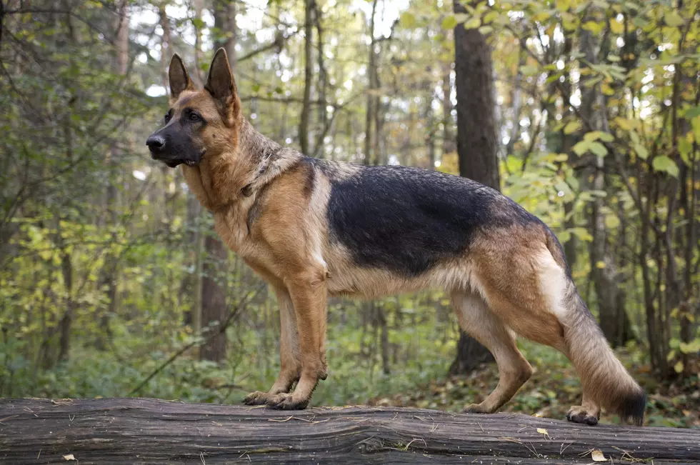 Rome Woman Arrested For Allegedly Neglecting German Shepherd