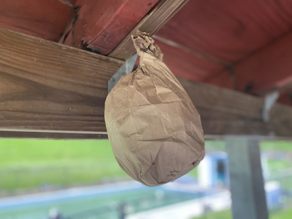 All You Need To Keep Wasps Away Is A Brown Paper Bag ...
