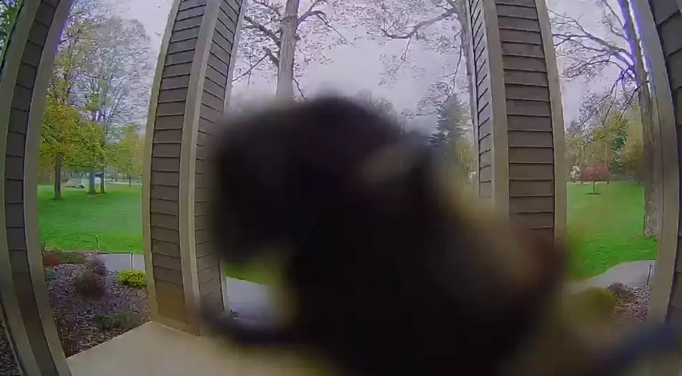 Whitesboro Man May Have Captured Murder Hornet On Doorbell Camera