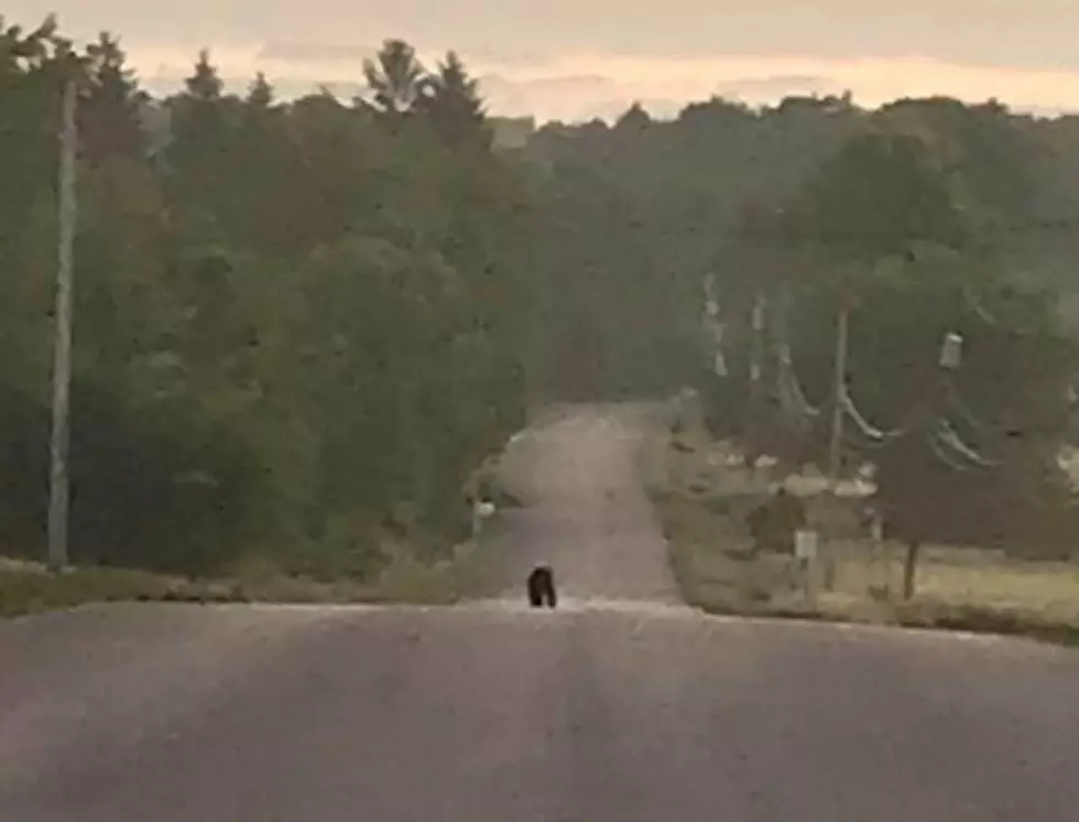 Black Bear Spotted On Roberts Road In Deerfield