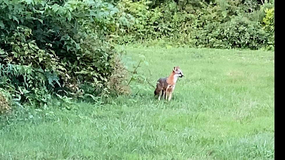 Fox in Local Backyard. A Mother protecting Pups? Rabid?