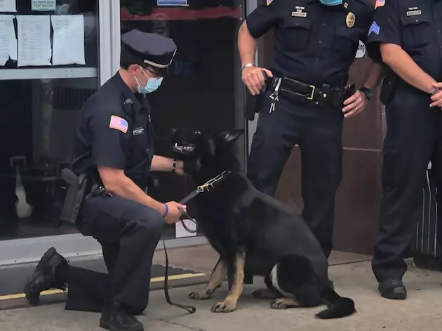 Meet Utica&#8217;s Newest Police K-9 &#8216;Dak&#8217;