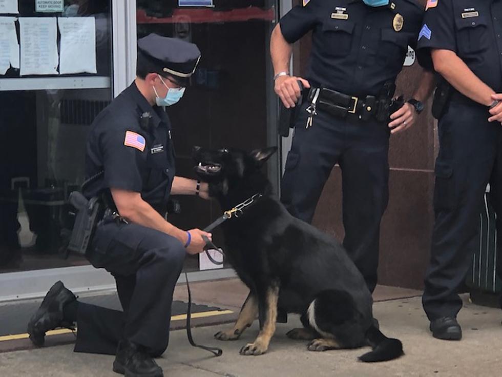 Meet Utica’s Newest Police K-9 ‘Dak’