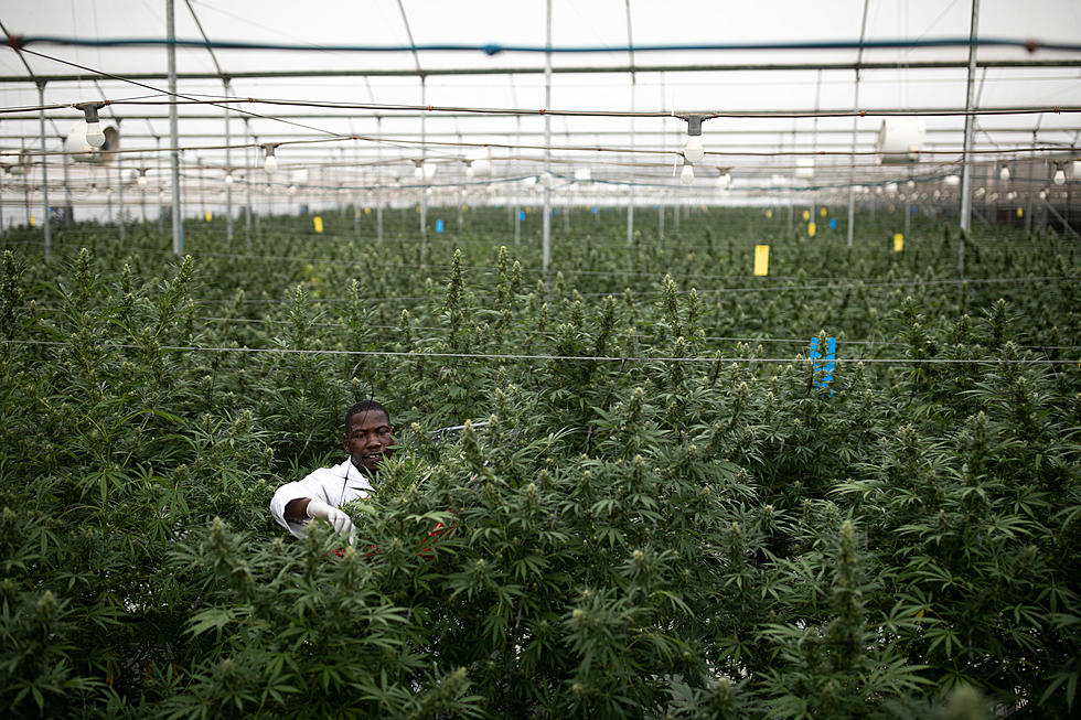 Steps Taken To Allow New York Farmers To Grow Marijuana