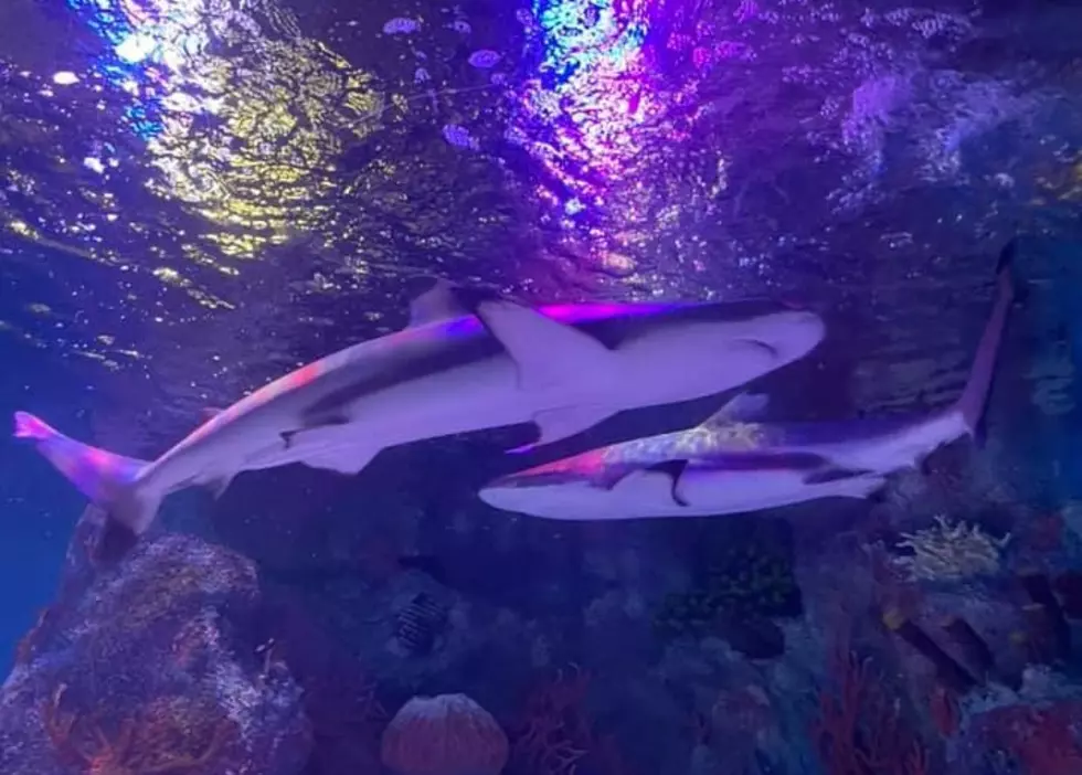 Check Out This Amazing Aquarium Less Than 2 Hours From Utica