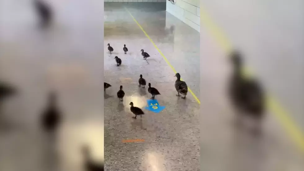 Watch 13 Cute Ducklings Wander the Hallway Inside This New York School