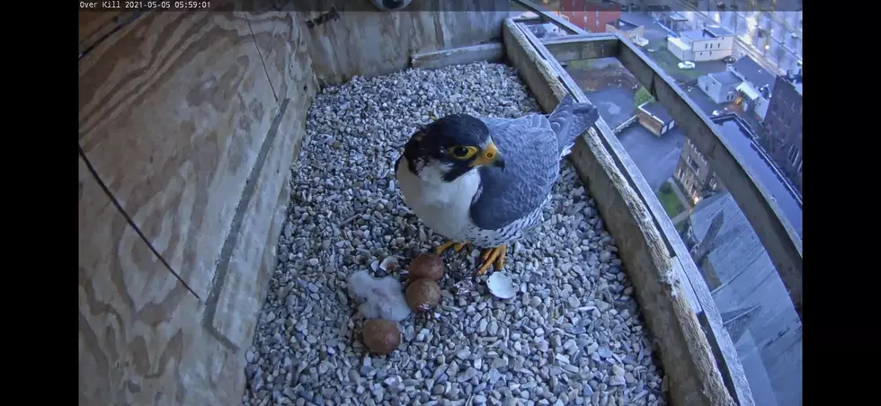 Peregrine Falcon Eggs Begin To Hatch In Utica Nest