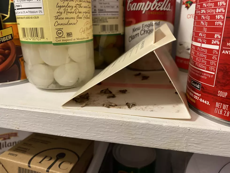 Pantry Moth trap by Black Flag. Photo by Bill Keeler / TSM