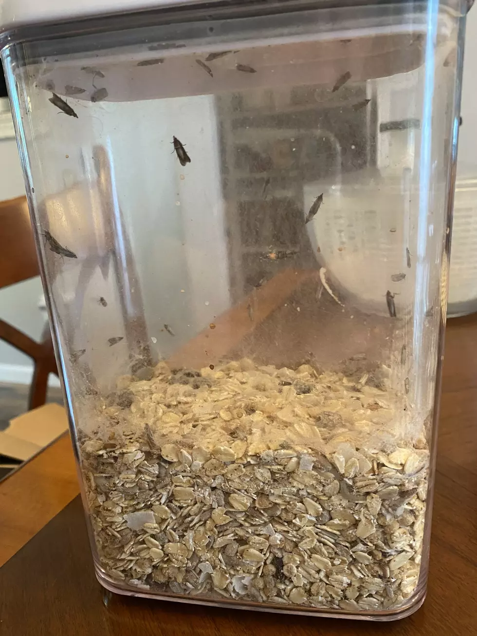 An "air-tight" container filled with granola and infested by Pantry Moths. Photo by Bill Keeler / TSM