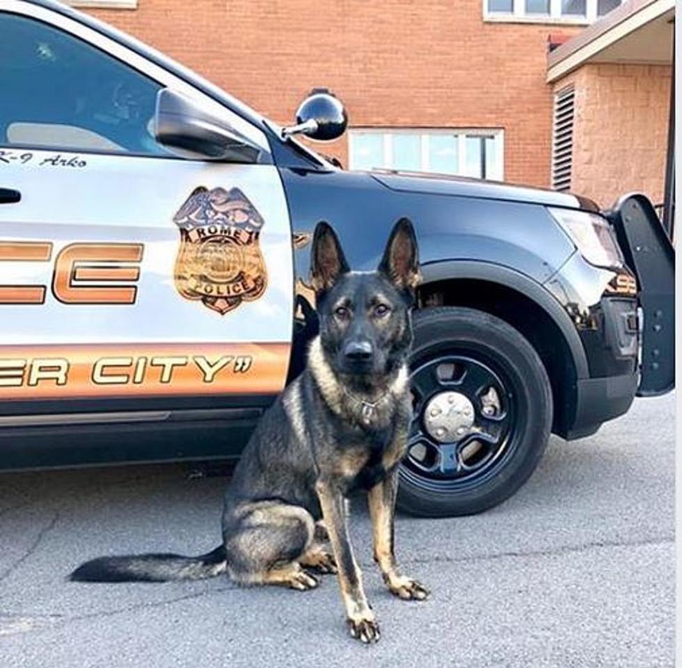 Rome Police Disbanding K9 Unit, Jobs to be Cut in January