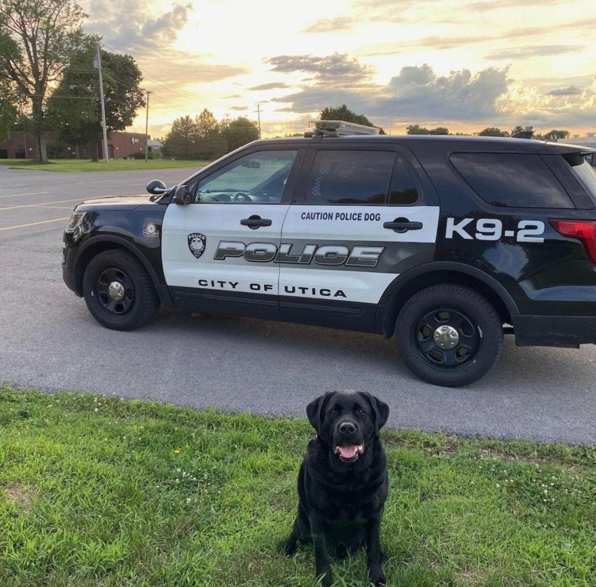 Utica Police Rapper Utica Police Department Mourning the Loss of a Former K9 Member