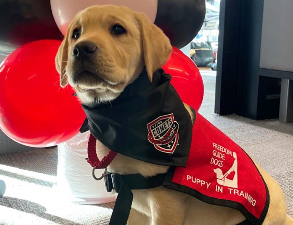 Meet the Newest and Most Adorable Member of the Utica Comets